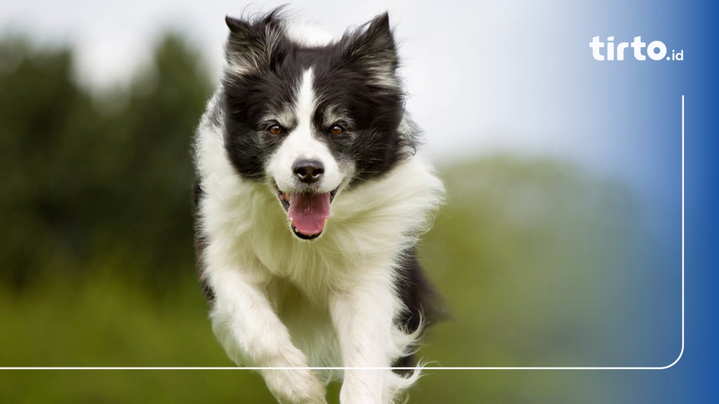 8 Fakta Menarik Anjing Border Collie, Harga, dan Jenis-Jenisnya