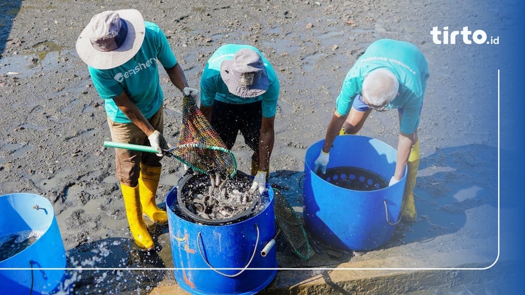 eFishery Perusahaan Apa & Bagaimana Cara Kerjanya?