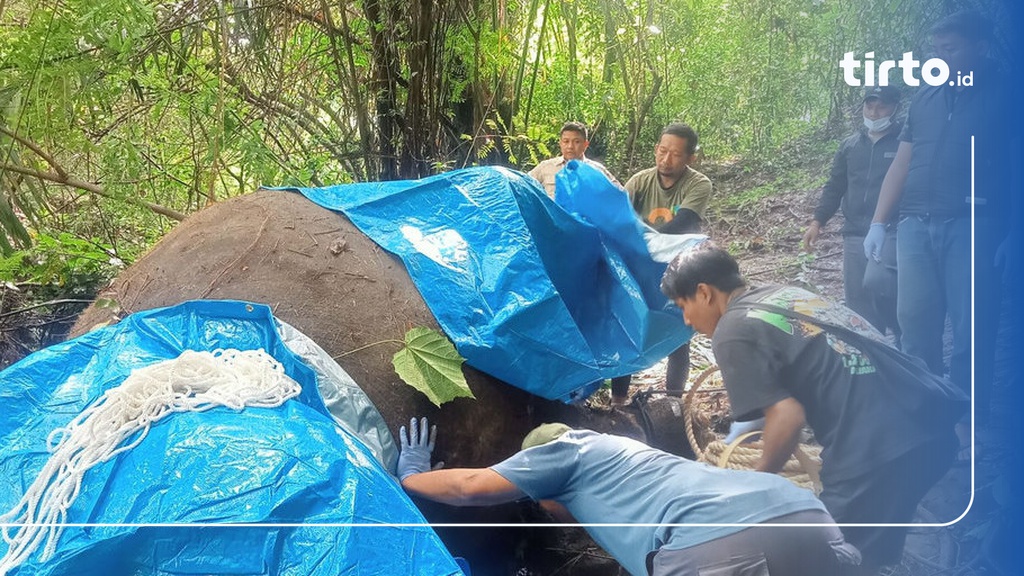 Kronologi Gajah Milik Bali Zoo Hanyut di Sungai Gianyar