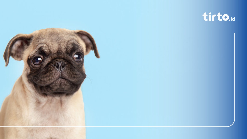 8 Fakta Unik Anjing Pug, Karakteristik, dan Harganya