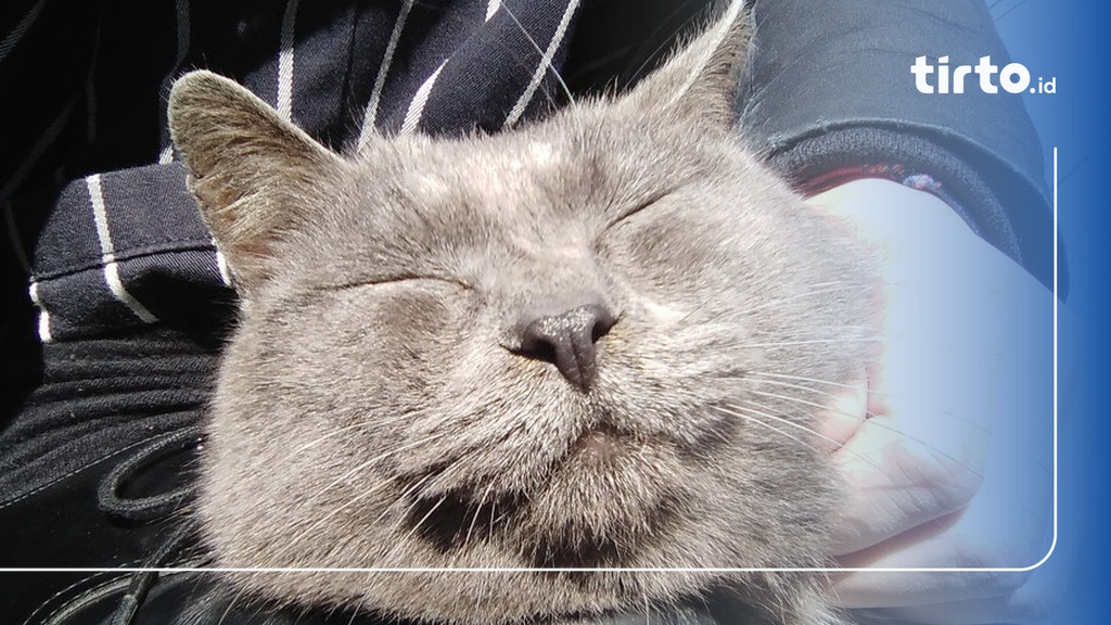 Fakta Menarik dan Unik Pulau Tashirojima, Surganya Kucing