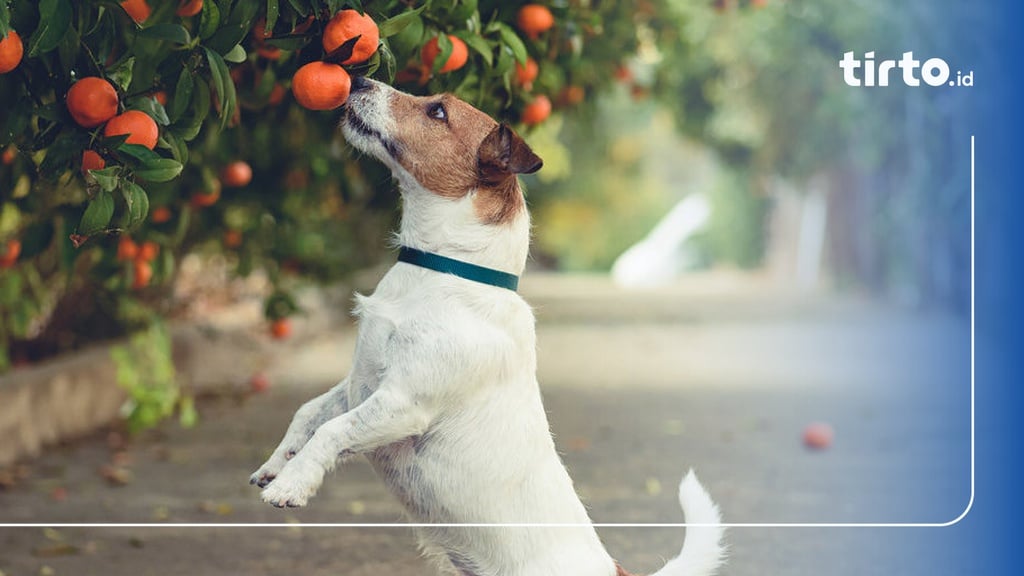 Apakah Anjing Boleh Makan Jeruk & Buah-Buahan Lainnya?