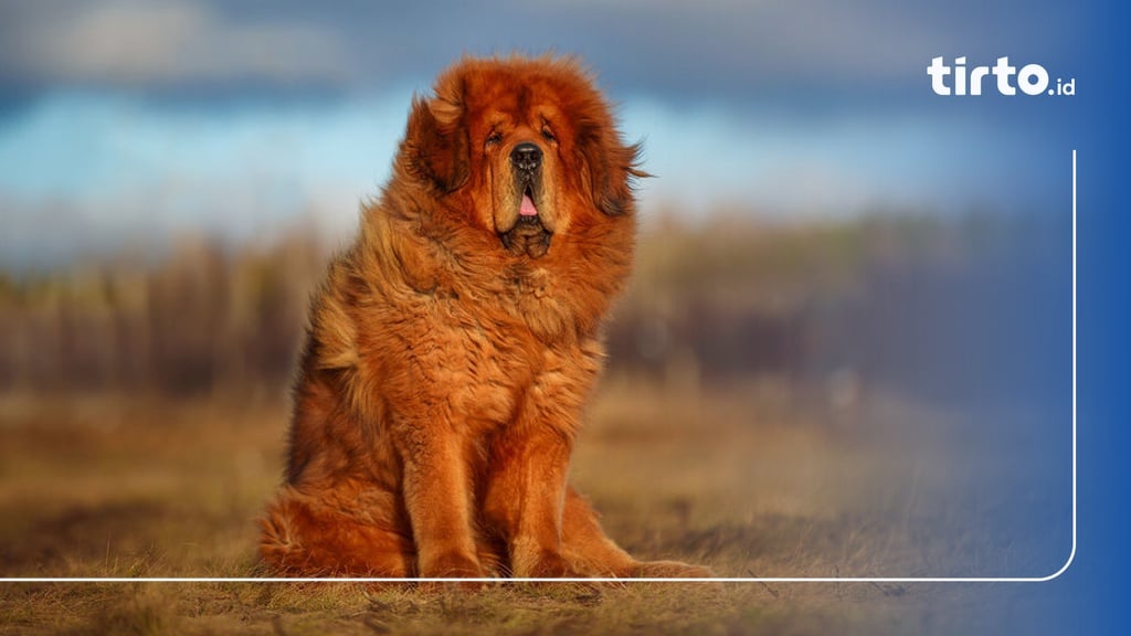 10 Fakta Unik & Menarik Anjing Tibetan Mastiff serta Harganya