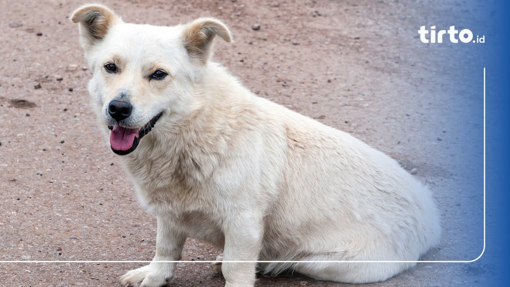 12 Fakta Unik & Menarik Anjing Ras Kintamani serta Harganya