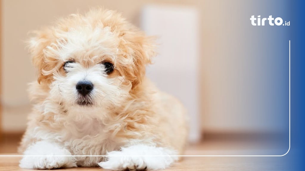 7 Fakta Unik dan Menarik Anjing Maltipoo serta Harganya