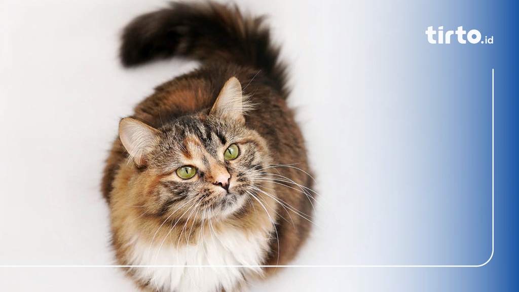 7 Cara Mengatasi Kucing Jantan & Betina Birahi dengan Aman