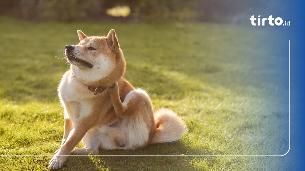 7 Cara Menghilangkan Kutu Anjing yang Berkeliaran di Rumah