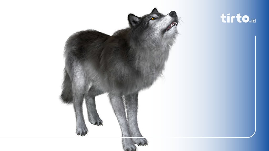 Apa Itu Dire Wolf, Benarkah Sudah Punah & Kini Diciptakan Lagi?