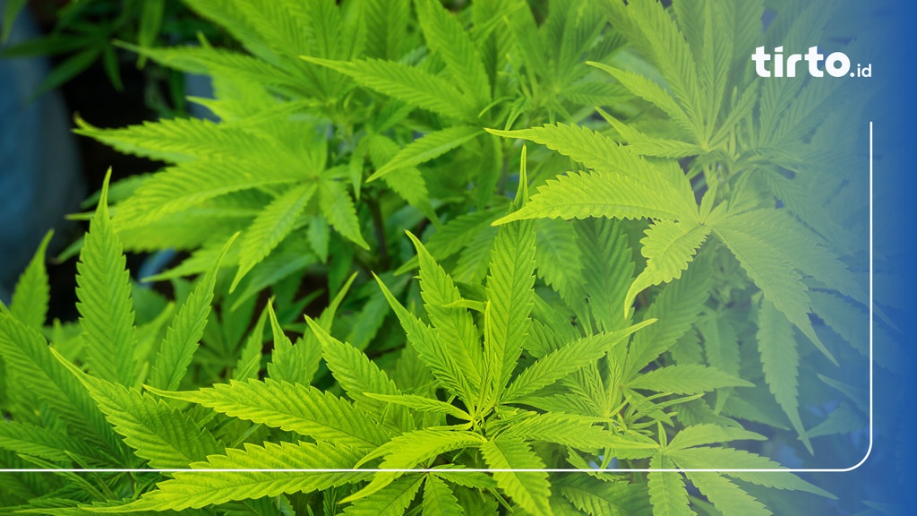 Thailand Balik Arah: Rekriminalisasi Ganja Mengguncang Industri Bernilai Miliaran Dolar