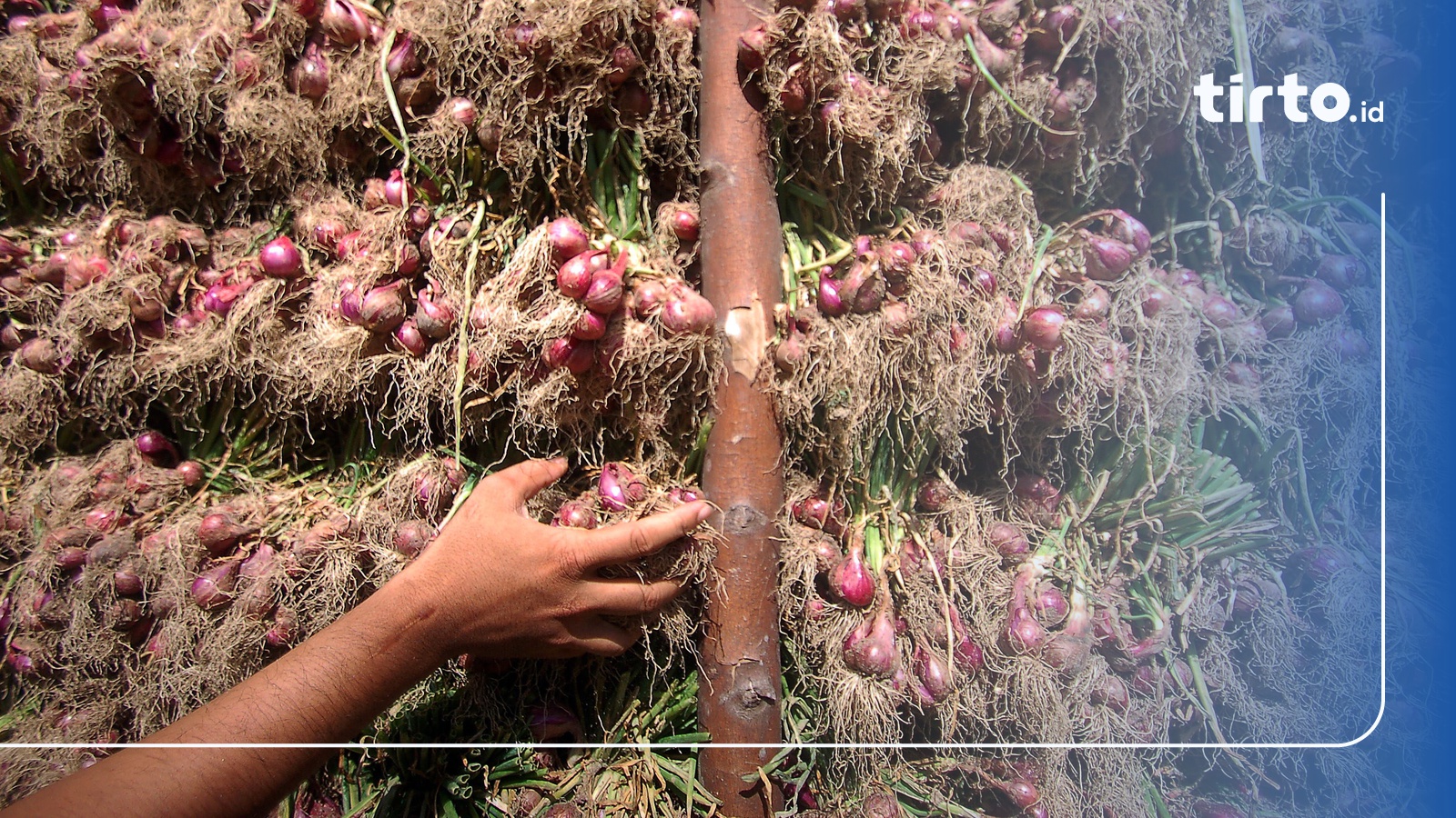 Senator Imbau Pemerintah Tidak Impor Bawang Merah