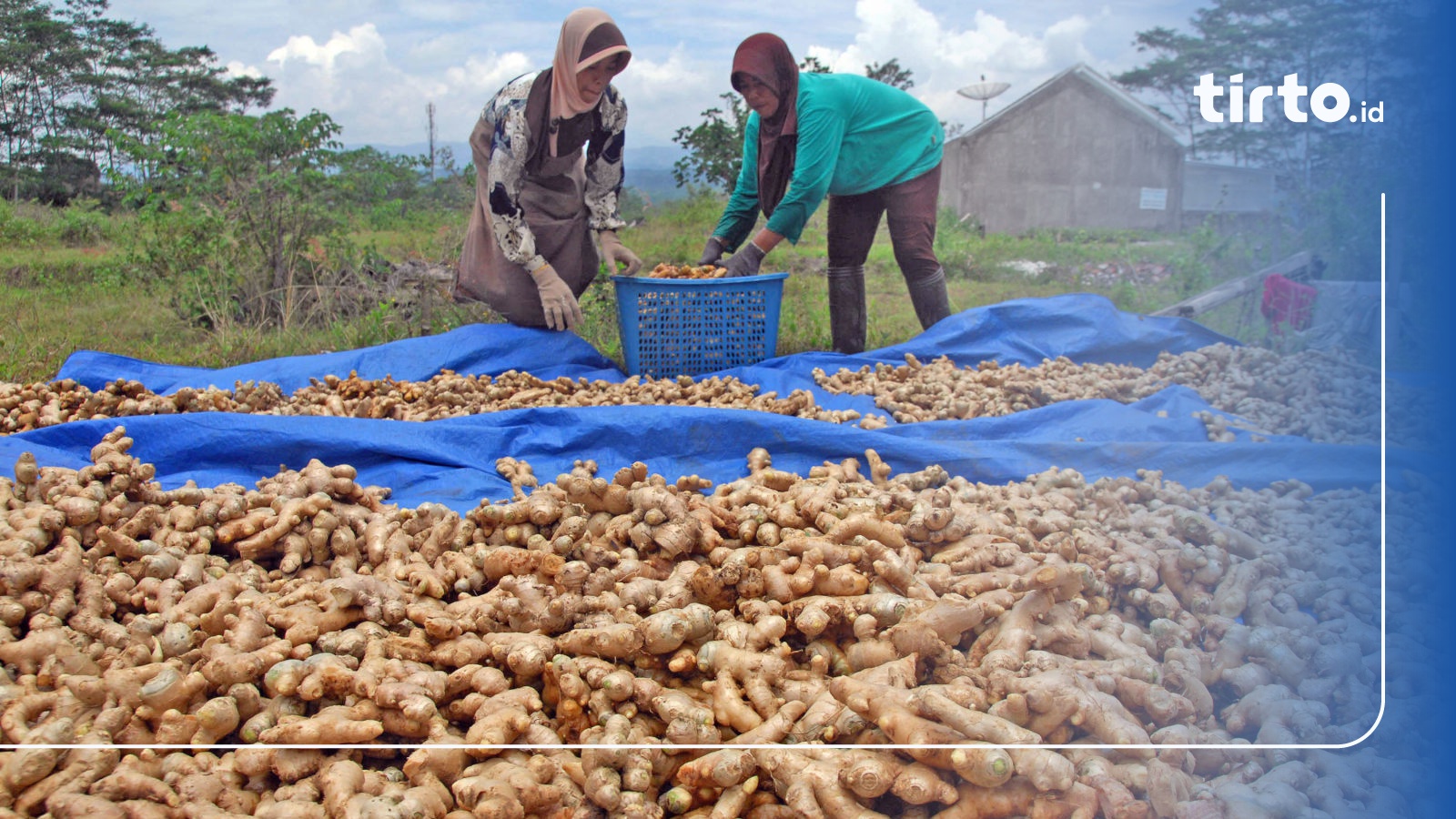 Manfaat Jahe Cengkeh Kayu Manis Cegah Kanker Hingga Diet Alami Tirto Id