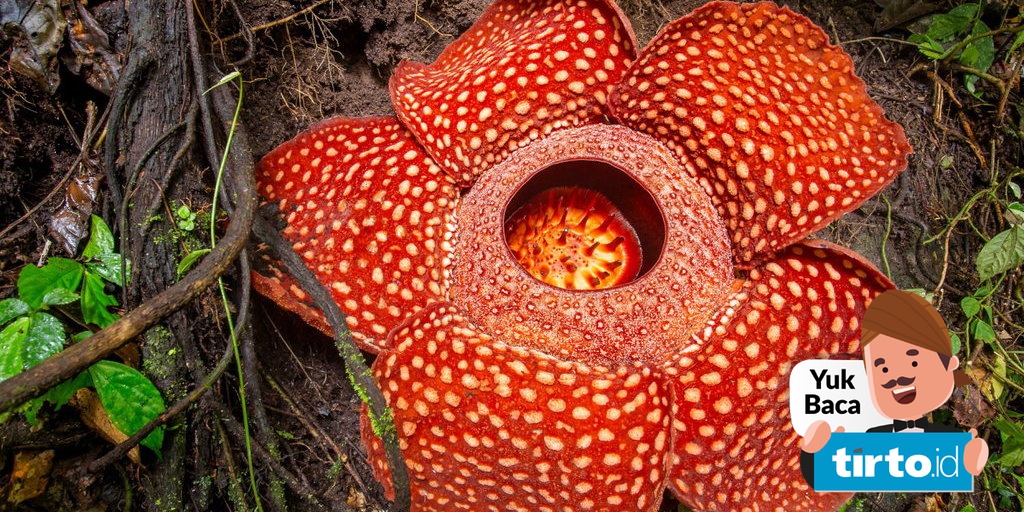 Keunikan Rafflesia Arnoldii Ikon Bunga Nasional Yang Terancam