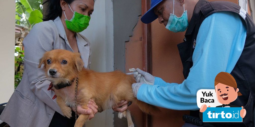 Benarkah Makan Daging Anjing Bisa Bikin Rabies Tirto Id