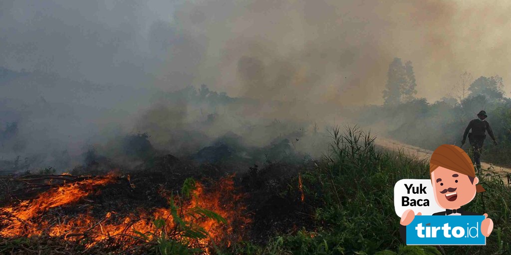 Beda Data Kebakaran Hutan Bnpb Vs Klhk Riau Paling Terdampak Tirto Id