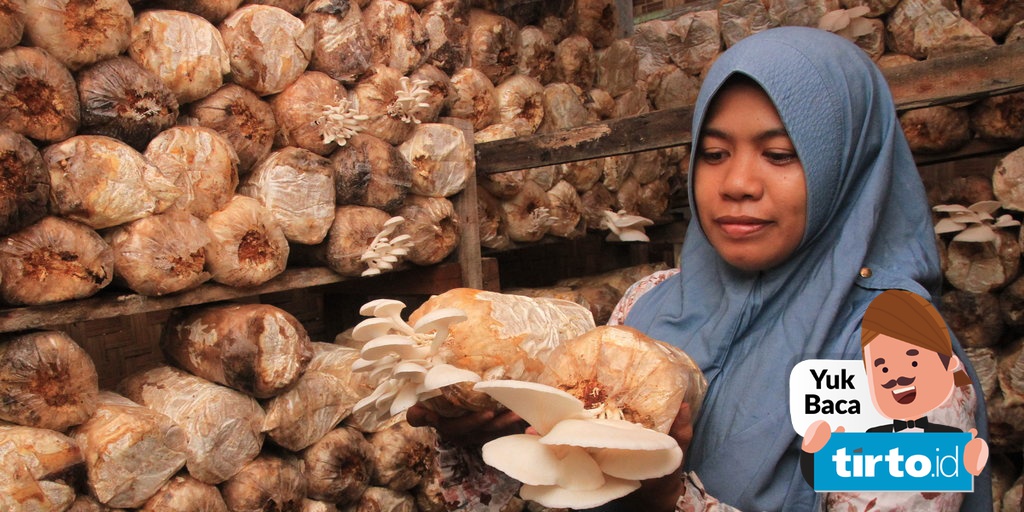 Cara Budidaya Jamur Tiram Persiapan Penanaman Hingga Pemanenan