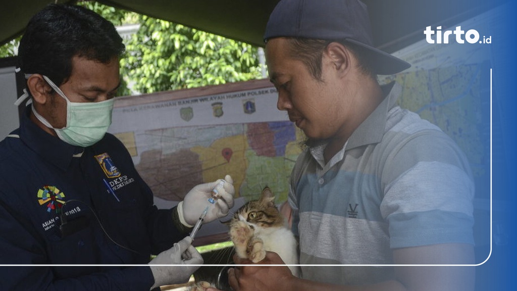 Jadwal Vaksinasi Rabies Gratis Di Dki Jakarta Syarat Mengikutinya Tirto Id