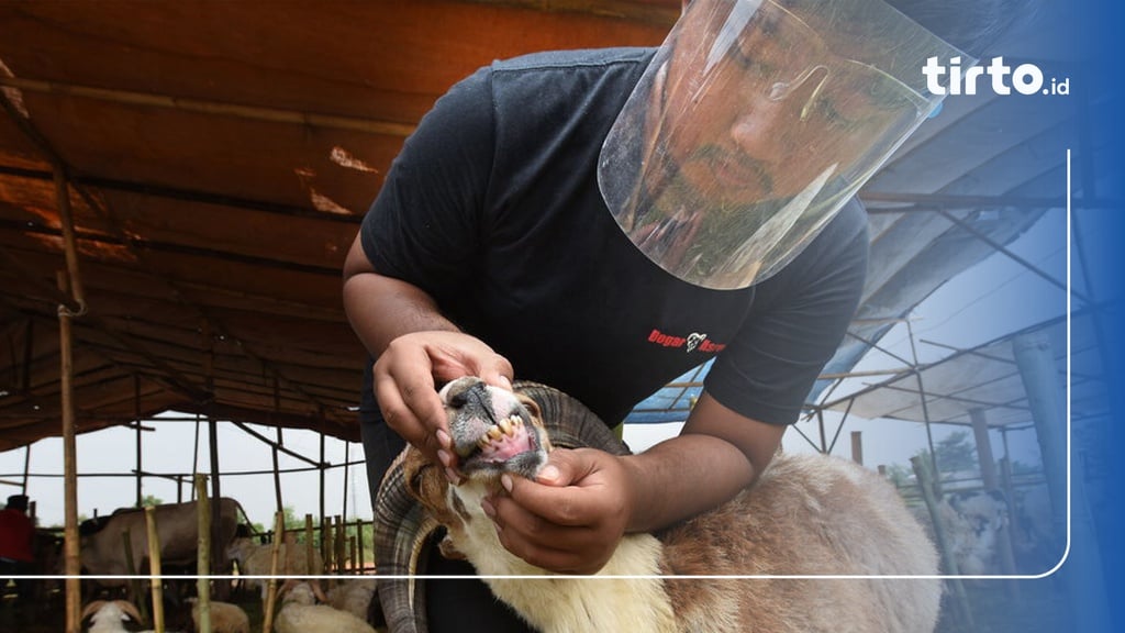 Umur Minimal Kambing Kurban Syarat Tata Cara Menyembelih Dan Doa