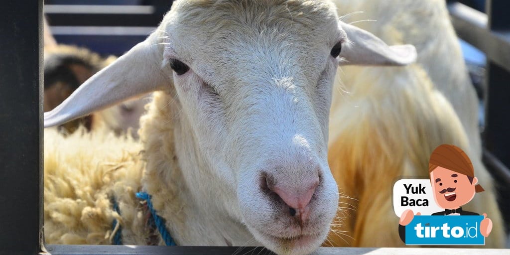 Sistem Pencernaan Pada Hewan Ruminansia Rumen Hingga Usus Besar Tirto Id