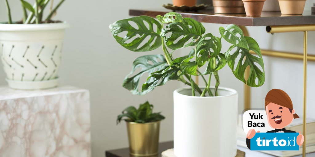 Apa Itu Tanaman Porang Janda Bolong Dan Aglaonema Tirto Id