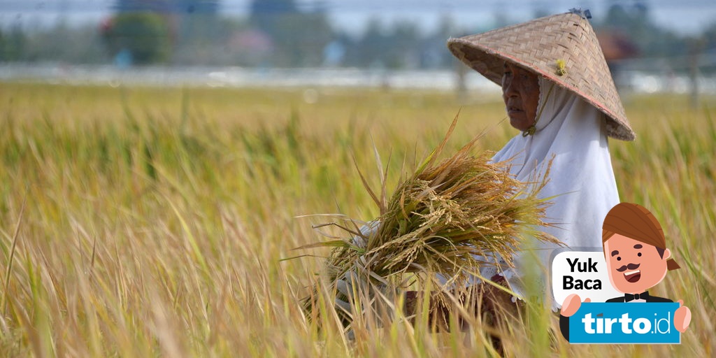Tenggara adalah lumbung pendorong di menjadi kawasan beras faktor thailand asia Pengertian, Faktor