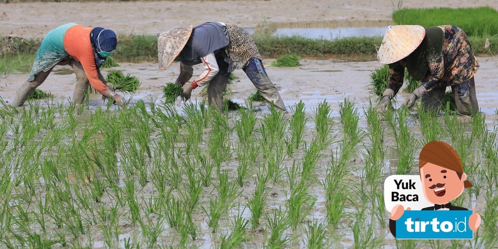 Bertani cara memanfaatkan laos banyak dengan penduduk Kunci Jawaban
