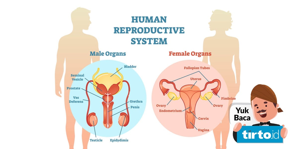 Berikut ini yang tidak termasuk organ reproduksi wanita adalah