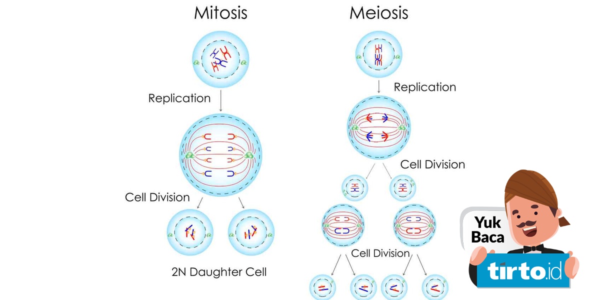Salah satu tujuan dari pembelahan secara meiosis adalah untuk