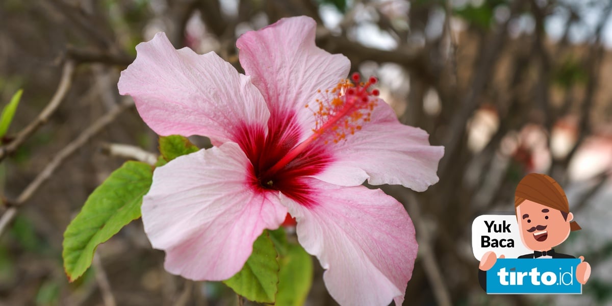 Bagian bunga yang menjadi daya tarik serangga karena warna dan mengeluarkan bau yang khas adalah