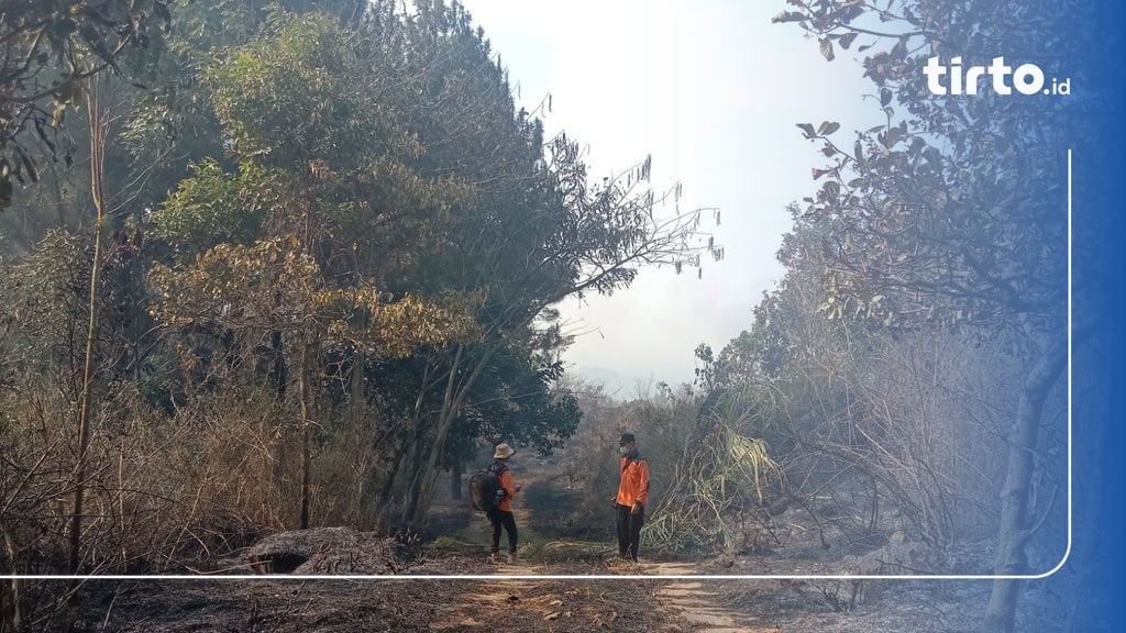 Kebakaran Melanda 95 Hektare Hutan Dan Lahan Di Gunung Ciremai