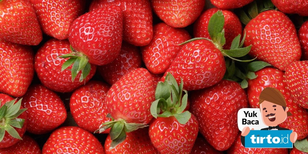 Gambar cara menanam stroberi hidroponik dalam pembahasan perawatan dan pemeliharaan untuk hasil yang optimal